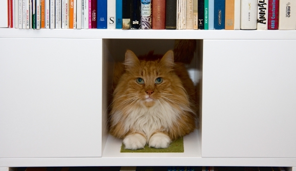 product_Cat_Furniture_Kattenmeubel_UrbanCatDesign_Products_CatCase4_F1